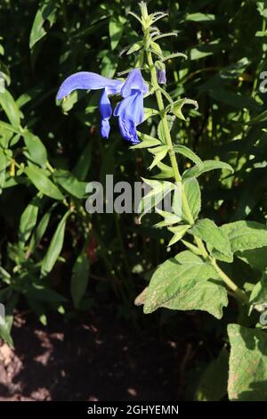 Salvia patens ‘Blue Angel’ sage Blue Angel - zweilippige tiefblaue Blüten, August, England, Großbritannien Stockfoto