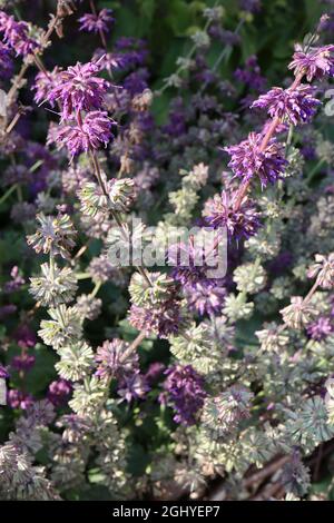 Salvia verticillata ‘Purple Rain’ sage Purple Rain – Wirbel von unterbrochenen Stacheln mit kleinen, zweilippigen violetten Blüten, August, England, Großbritannien Stockfoto
