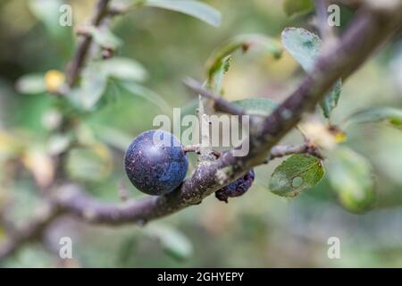 Einsame Frucht von Schwarzthorn oder Sloe / Prunus spinosa in der Sommersonne. Wird verwendet, um einen konservieren & Schlehen Gin zu machen, und einmal in Kräuterkuren verwendet. Stockfoto