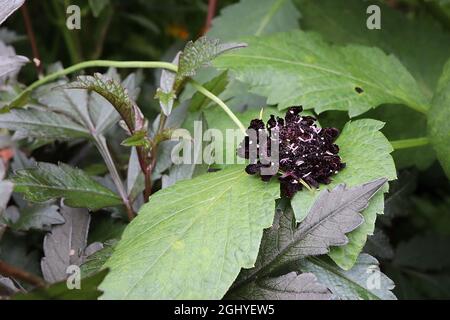 Scabiosa atropurpurea ‘Black Knight’ Scabious Black Knight - lila schwarze Blüten mit weißen Staubgefäßen auf hohen, verwinkelte Stiele, August, England, Großbritannien Stockfoto