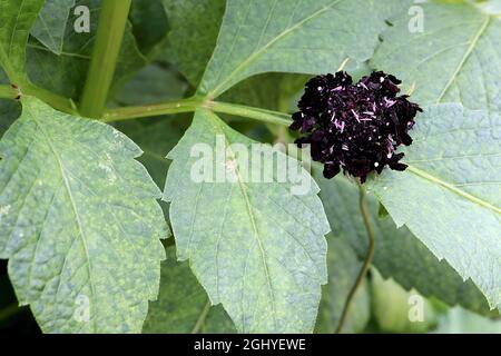 Scabiosa atropurpurea ‘Black Knight’ Scabious Black Knight - lila schwarze Blüten mit weißen Staubgefäßen auf hohen, verwinkelte Stiele, August, England, Großbritannien Stockfoto