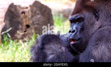 Porträt eines silbernen Gorilla Stockfoto