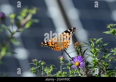 Gemalte Dame oder Vanessa cardui ein bekannter farbenfroher Schmetterling mit einer Kulisse aus Sonnenkollektoren an einem späten Sommertag. Schmetterlinge und Sonnenkollektoren Stockfoto