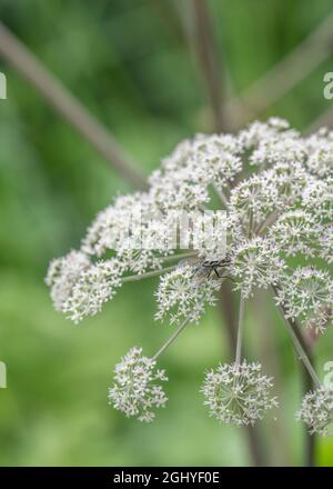 Eine muscide Hausfliege, möglicherweise Graphomya maculata auf Hogweed / Heracleum sphondylium blüht im Sonnenlicht. Fliegen Sie aus nächster Nähe, Nahaufnahme fliegen. Stockfoto