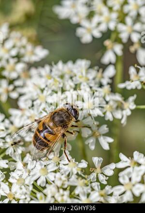 UK Hoverfly auf weißen umbelliferen Blüten: Vermutlich männlicher Eristalis tenax. Gewöhnliche Sommerfliege / fliegendes Insekt. Stockfoto