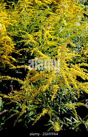 Solidago ‘Goldenmosa’ Goldrute Goldenmosa – terminale Rispen winziger gelber Blüten an hohen Stielen, August, England, Großbritannien Stockfoto