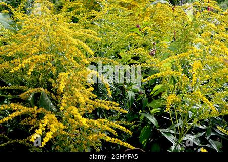 Solidago ‘Goldenmosa’ Goldrute Goldenmosa – terminale Rispen winziger gelber Blüten an hohen Stielen, August, England, Großbritannien Stockfoto