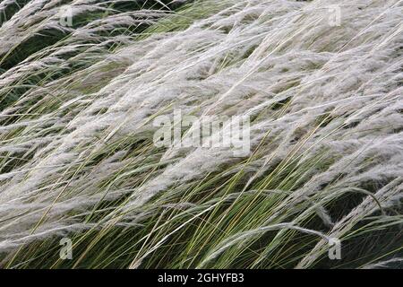 Stipa ichu peruanisches Federgras – lange federleichte, gebogene Federn aus silberweißen Blüten und schmalen, mittelgrünen Blättern, August, England, Großbritannien Stockfoto