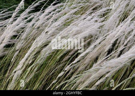 Stipa ichu peruanisches Federgras – lange federleichte, gebogene Federn aus silberweißen Blüten und schmalen, mittelgrünen Blättern, August, England, Großbritannien Stockfoto