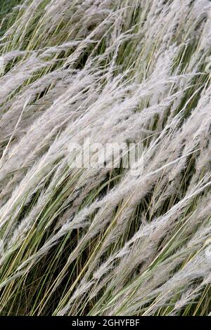 Stipa ichu peruanisches Federgras – lange federleichte, gebogene Federn aus silberweißen Blüten und schmalen, mittelgrünen Blättern, August, England, Großbritannien Stockfoto