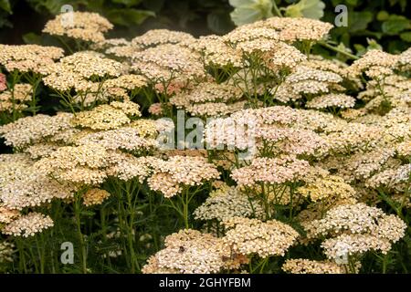 Ungewöhnlich pfirsichfarben Achillea millefolium Lachsschönheit im Sommer Stockfoto