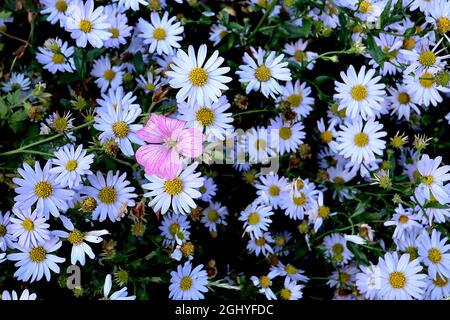 Symphotrichum ‘Little Carlow’ Aster Little Carlow – Masse von blass violett blauen Gänseblümchen-ähnlichen Blüten, Geranium x oxonianum ‘Wargrave Pink’ Cranesbill Stockfoto