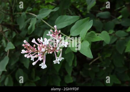 Syringa microphylla ‘Superba’ sehr kleiner Flieder – lockere Rispen aus weißen Blüten mit langen, hellrosa Röhren und kleinen Blättern, August, England, Großbritannien Stockfoto