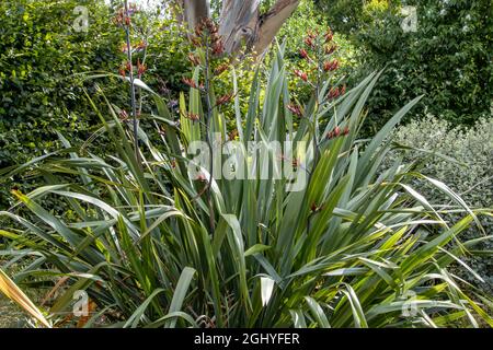 Großes Exemplar Phormium Tenax in Blüte in einem gemischten Rand Stockfoto