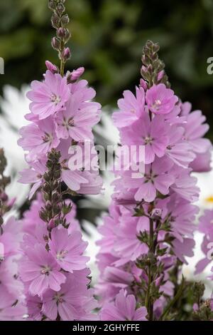 Nahaufnahme von Sidalcea Elsie Heugh im Spätsommer Stockfoto