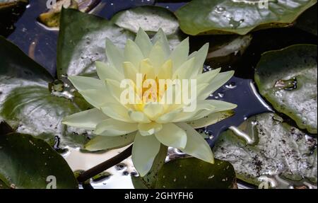 Einzelne blass gelbe Wasserlilly im Sommer Stockfoto