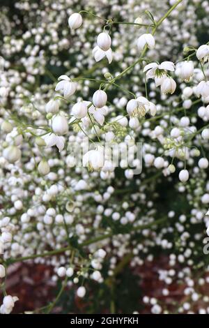 Thalictrum delavayi ‘Album’ Chinese Meadow rue Album – luftige Rispen aus hängenden weißen Blüten mit langen, cremefarbenen Staubgefäßen, hohen Stielen, Großbritannien Stockfoto
