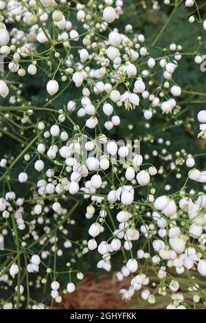 Thalictrum delavayi ‘Album’ Chinese Meadow rue Album – luftige Rispen aus hängenden weißen Blüten mit langen, cremefarbenen Staubgefäßen, hohen Stielen, Großbritannien Stockfoto