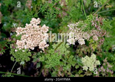 Trachyspermum roxburghianum Wildsellerie – flache Büffelhaufen und leuchtend grüne segmentierte Samenköpfe, August, England, Großbritannien Stockfoto