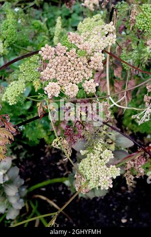 Trachyspermum roxburghianum Wildsellerie – flache Büffelhaufen und leuchtend grüne segmentierte Samenköpfe, August, England, Großbritannien Stockfoto