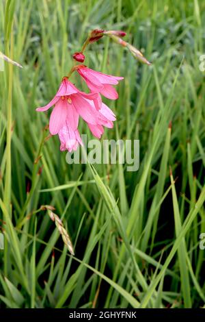 Tritonia desticha subsp rubrolucens pink montbretia – lockere Trauben aus korallenroten Blüten und schmalen schwertförmigen Blättern, August, England, Großbritannien Stockfoto