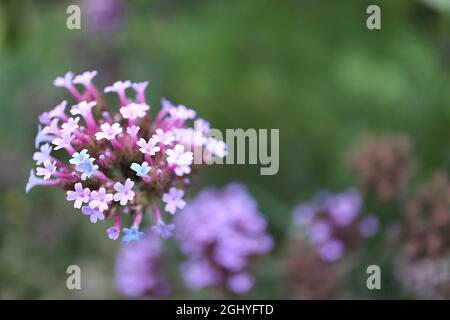 Verbena bonariensis purpetop Vervain – gewölbte, verzweigte Cluster winziger violetter Blüten an sehr hohen Stielen, August, England, Großbritannien Stockfoto