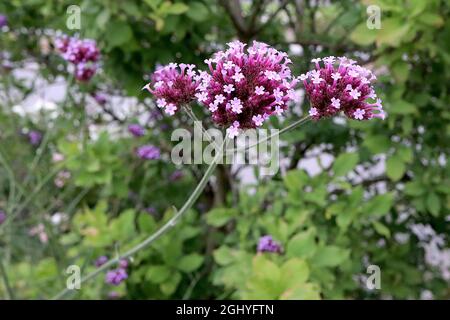 Verbena bonariensis purpetop Vervain – gewölbte, verzweigte Cluster winziger violetter Blüten an sehr hohen Stielen, August, England, Großbritannien Stockfoto