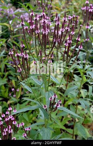 Verbena hastata ‘Pink Spires’ American blue Vervain Pink Spires - lange Trauben von winzigen rosa Blüten, August, England, Großbritannien Stockfoto