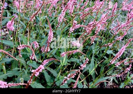 Veronica spicata ‘Baby Doll’ Spiked Speedwell Baby Doll – spitz gebogene Trauben winziger rosa Blüten an kurzen Stielen, August, England, Großbritannien Stockfoto