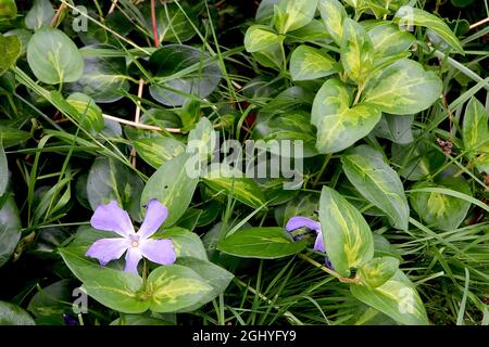 Vinca Major ‘maculata’ Greater periwinkle Surrey Marble – violett-blaue Blüten und dunkelgrüne Blätter mit lindgrünen Spritzern, August, England, Großbritannien Stockfoto