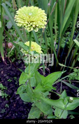 Zinnia elegans ‘Queen Lime’ voll doppelte limgrüne Blüten, August, England, Großbritannien Stockfoto