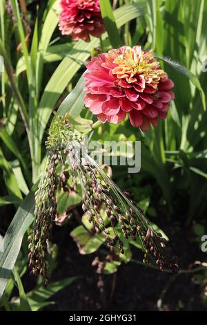 Zinnia elegans ‘Queen Lime Red’ doppelte dunkelrosa Blüten mit lindengrünen inneren Blütenblättern, August, England, Großbritannien Stockfoto