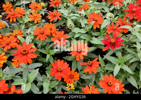 Zinnia marylandica ‘Zahara Fire’ einzelne orange rote Blüten an kurzen Stielen, August, England, Großbritannien Stockfoto