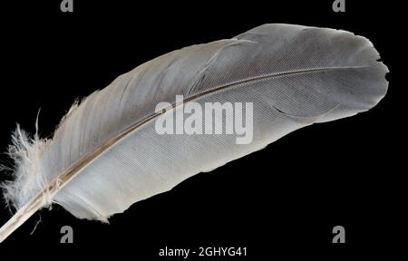 Ein Foto einer weißen und grauen Feder auf schwarzem Hintergrund mit Fokus-Stapeltechnik. Stockfoto