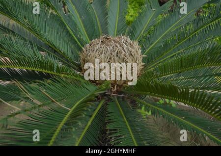 Cycas pectinata Pflanze eine der attraktivsten Pflanzen. Wird nur in Parks verwendet. Stockfoto