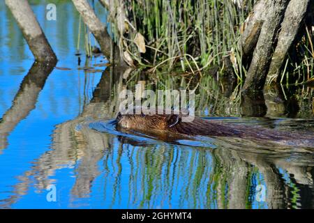 Ein ausgewachsener Biber, „Castor canadensis“, schwimmt am Rand seines Biberteiches im ländlichen Alberta, Kanada. Stockfoto