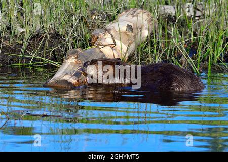 Ein ausgewachsener Biber, „Castor canadensis“, der am Rand seines Biberteiches im ländlichen Alberta in Kanada auf einer Rinde von einem großen Espenbaum kaut. Stockfoto