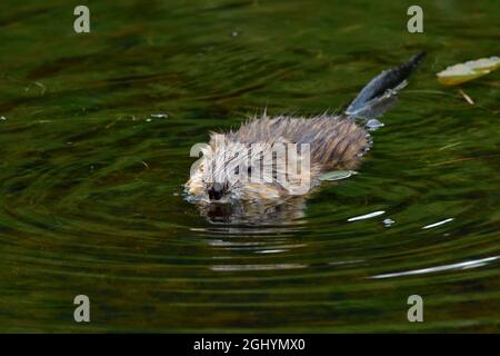 Eine junge Bisamratte 'Ondatra zibethicus', die in einem flachen Teich im ländlichen Alberta, Kanada, schwimmt. Stockfoto