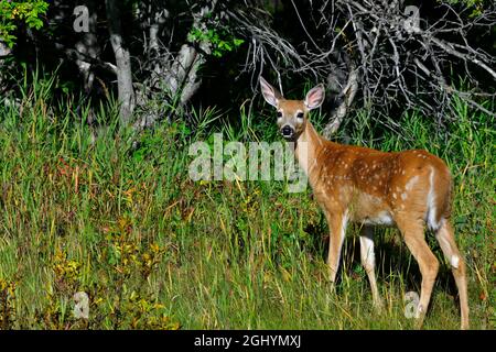 Ein Wildschwanzfawn (Odocoileus virginianus) schaut zurück, bevor er in die tiefen Wälder im ländlichen Alberta Canada eindunst. Stockfoto