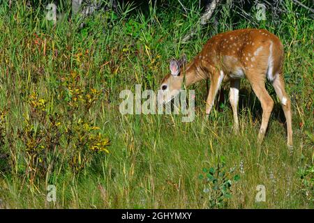 Ein Wildschwanzfawn (Odocoileus virginianus), der in freier Wildbahn auf Nahrungssuche geht, bevor er sich in die tiefen Wälder im ländlichen Alberta Canada eindunzt. Stockfoto