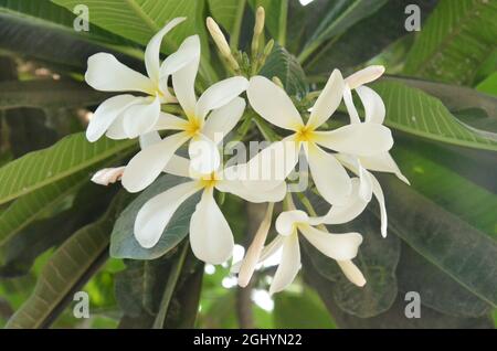 SELEKTIVER FOKUS AUF MEHRERE FRANGIPANI-BLÜTEN MIT GRÜNEN BLÄTTERN. Stockfoto