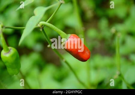 Nahaufnahme der roten reifen kühlen mit Blättern und Pflanzen wachsen im Garten über unscharf grün braunen Hintergrund. Stockfoto