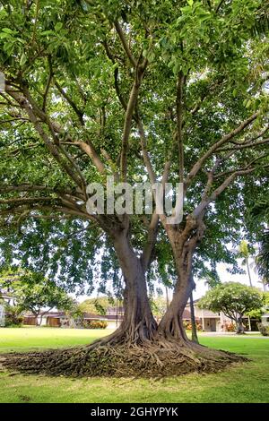 Ansammlung von Wurzeln und Zweigen eines alten banyan-Baumes auf Maui. Stockfoto