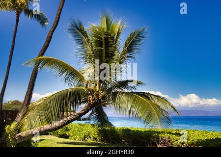 Sehr einzigartige Palme, die horizontal auf Maui wächst, mit schwarzem Felsen in der Ferne. Stockfoto