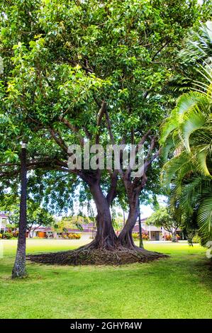 Sehr großer alter banyan Baum auf Maui. Stockfoto