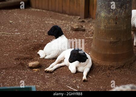 Schwarz Gesichtige Schafe Legen Sich Stockfoto