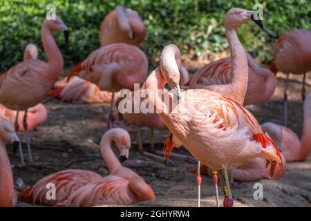 Chilenische Flamingos (Phoenicopterus chilensis) im Zoo Atlanta in Atlanta, Georgia. (USA) Stockfoto