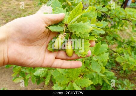 Eicheln Früchte auf Eichenbaum Ast Blätter auf einem unscharfen Hintergrund. Stockfoto