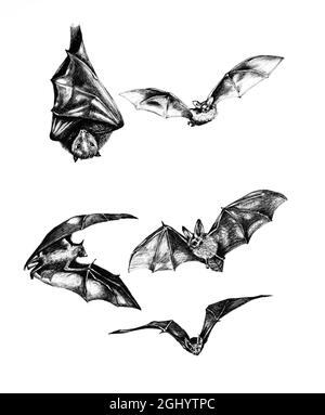 Sammlung Skizze der Fledermäuse. Handzeichnung der fliegenden Fledermaus, Fledermaus, die kopfüber auf weißem Hintergrund hängt. Stockfoto