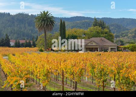 Wunderschöne Herbstlandschaft an der Dry Creek AVA, Healdsburg (Sonoma) CA Stockfoto